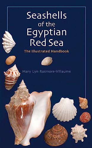 Seashells of the Egyptian Red Sea: The I